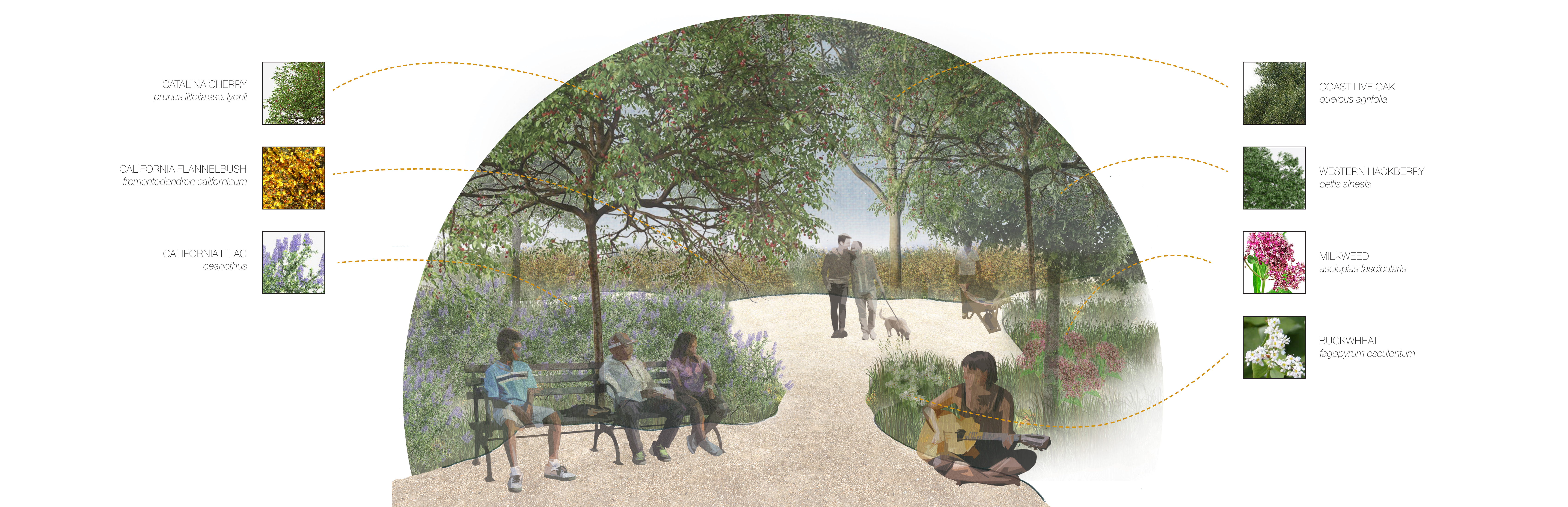 Vignette: Native Plant Garden